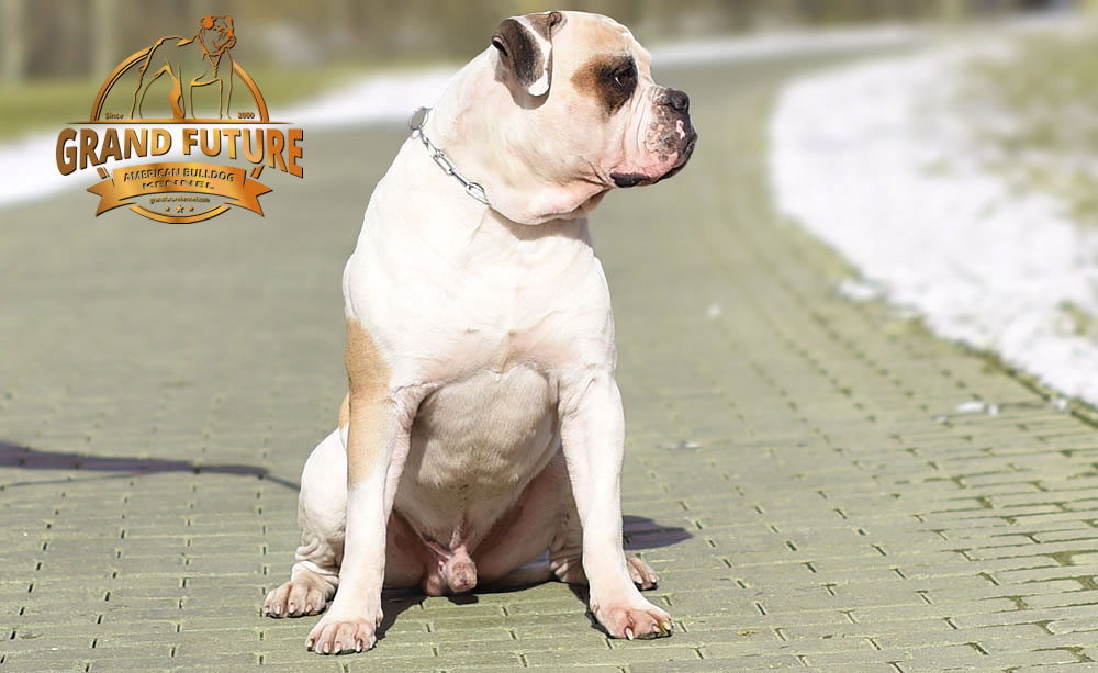 American Bulldog - Grand Future Unique Macho