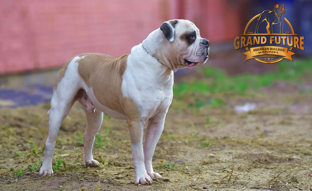 American Bulldog - Grand Future Unique Macho