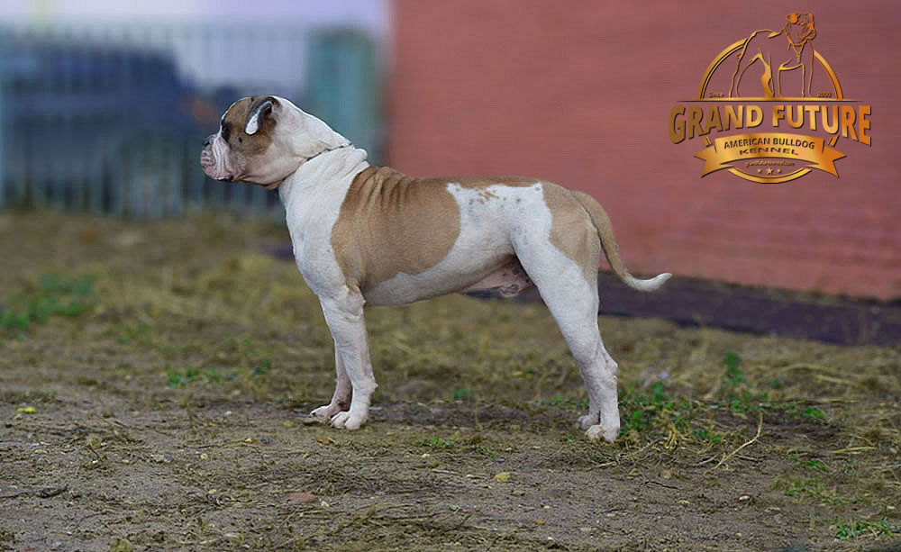 American Bulldog - Grand Future Unique Macho