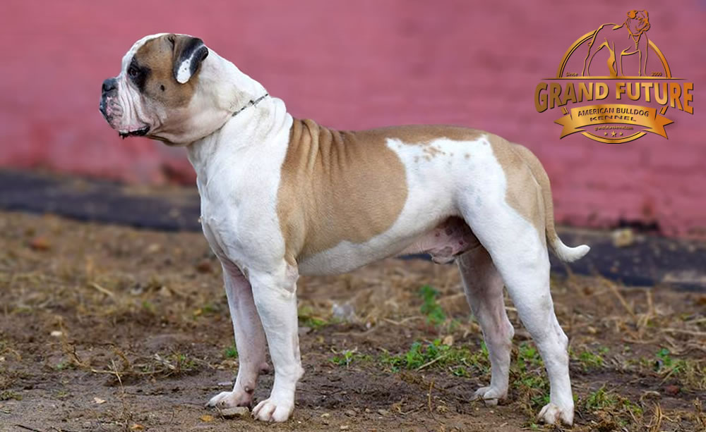 American Bulldog - Grand Future Unique Macho