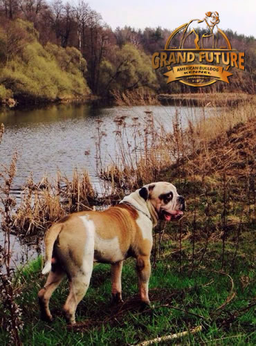 American Bulldog - Grand Future Unique Macho