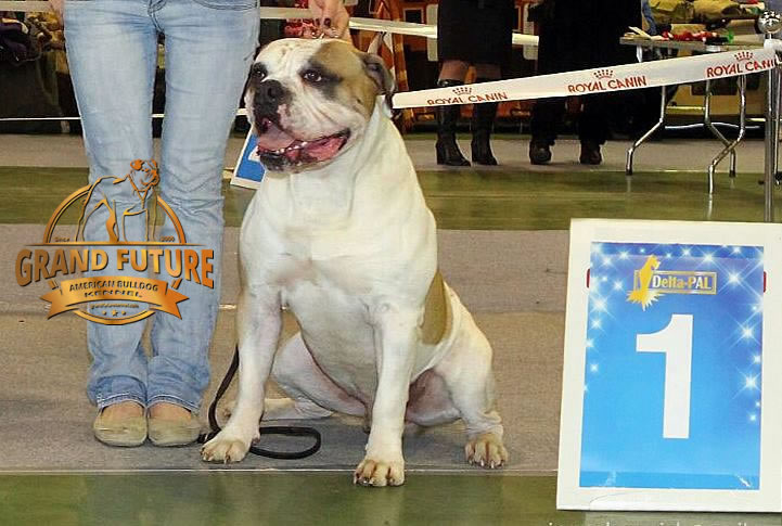 American Bulldog - Grand Future Unique Macho