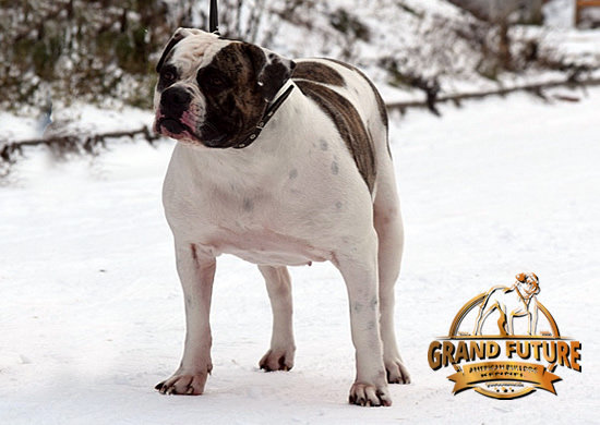 American Bulldog