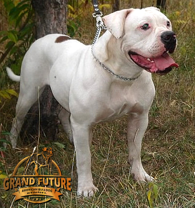 American Bulldog