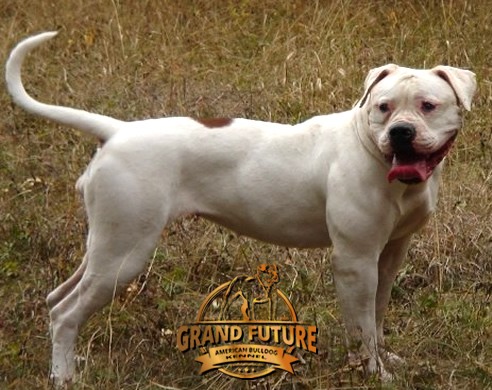 American Bulldog