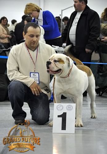 American Bulldog