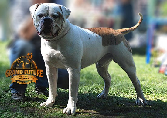 American Champions | Grand Future Kennel