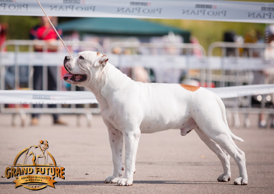 American Bulldog