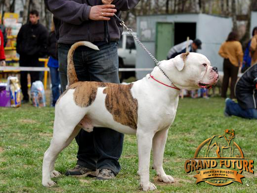 American Bulldog