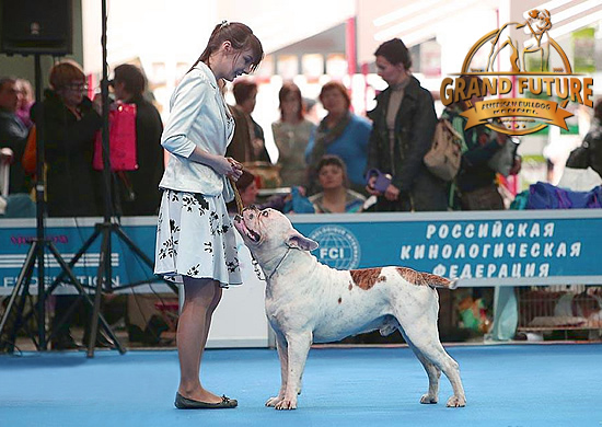 American Bulldog