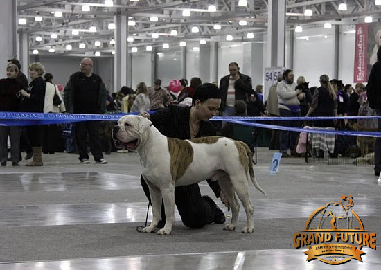 American Bulldog