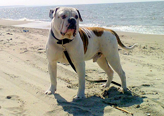 American Bulldog