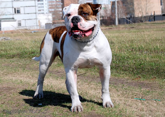 American Bulldog