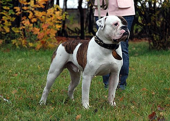 American Bulldog