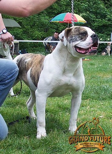 American Bulldog