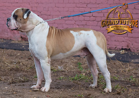 American Bulldog