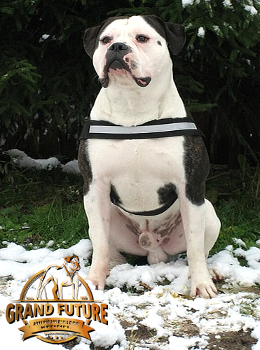 American Bulldog