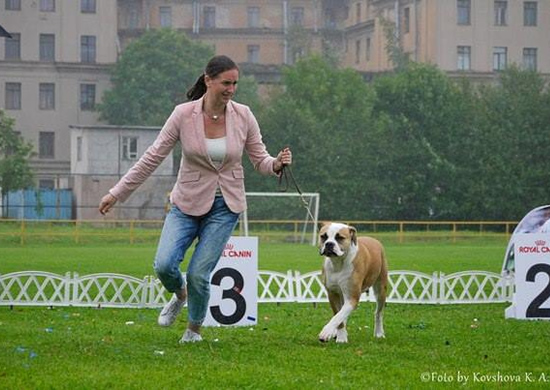 American Bulldog