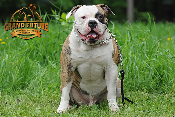 American Bulldog