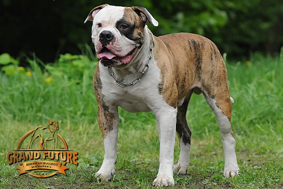 American Bulldog