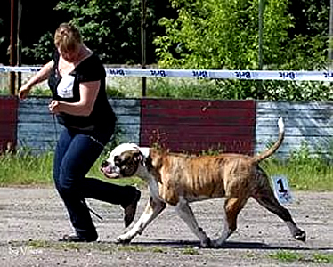 American Bulldog