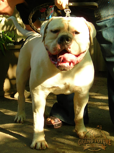 American Bulldog