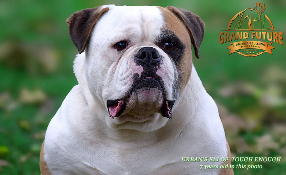 American Bulldog - Urban's Eli of Tough Enough