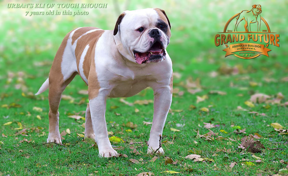 American Bulldog - Urban's Eli of Tough Enough