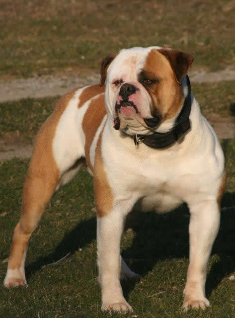 American Bulldog - Urban's Eli of Tough Enough