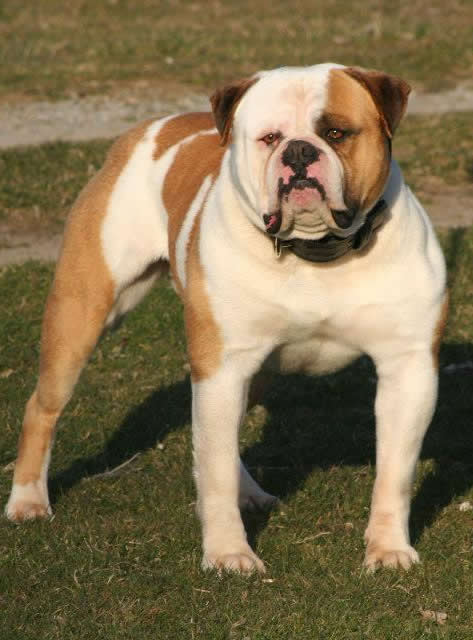 American Bulldog - Urban's Eli of Tough Enough