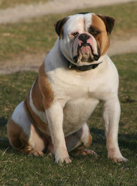 American Bulldog - Urban's Eli of Tough Enough