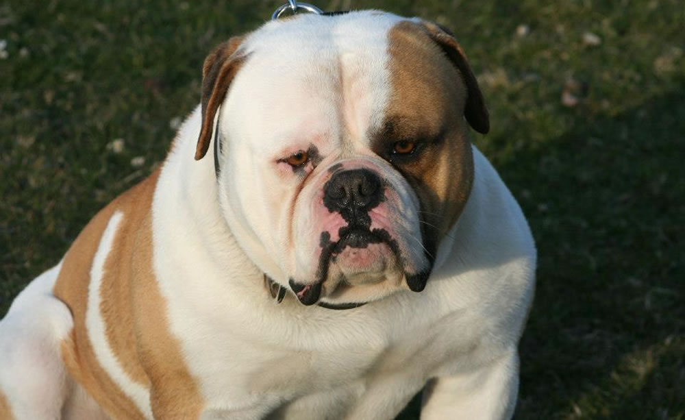 American Bulldog - Urban's Eli of Tough Enough