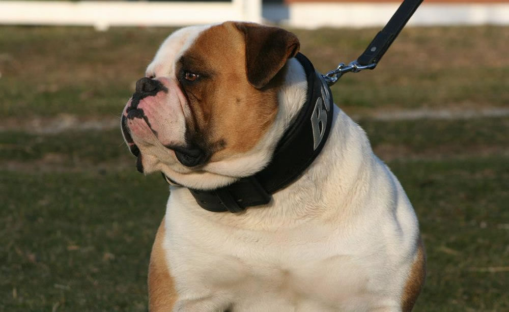 American Bulldog - Urban's Eli of Tough Enough