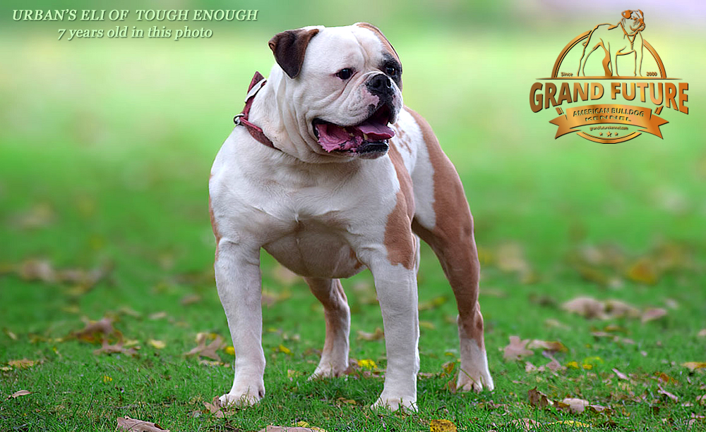 American Bulldog - Urban's Eli of Tough Enough