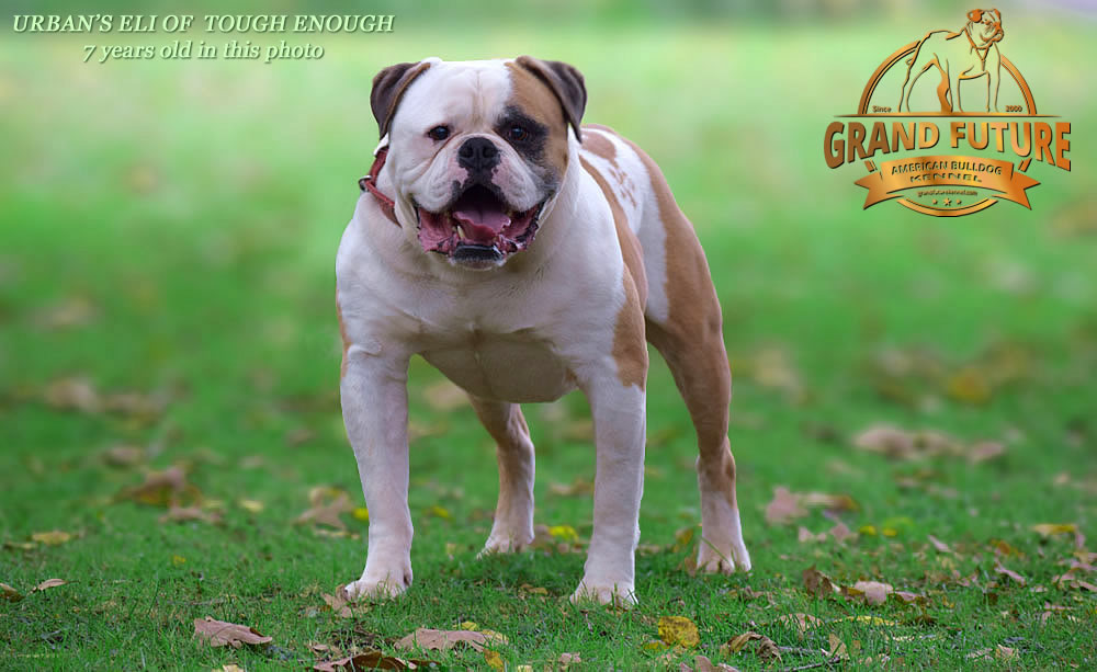 American Bulldog - Urban's Eli of Tough Enough