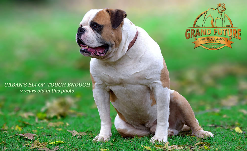 American Bulldog - Urban's Eli of Tough Enough