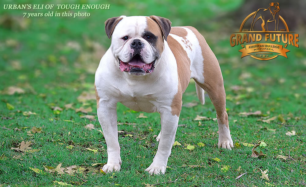 American Bulldog - Urban's Eli of Tough Enough