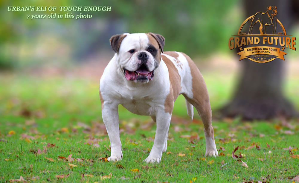 American Bulldog - Urban's Eli of Tough Enough