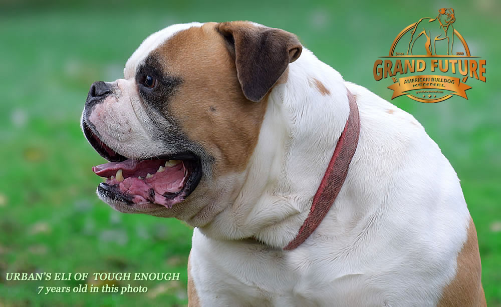 American Bulldog - Urban's Eli of Tough Enough