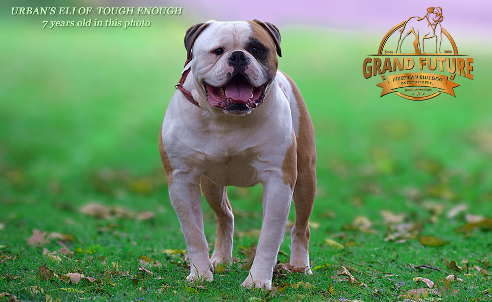 American Bulldog - Urban's Eli of Tough Enough