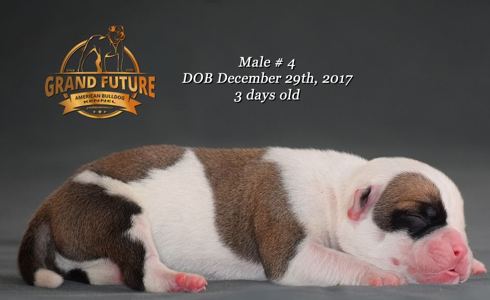 American Bulldog - GRAND FUTURE ELYSIUM