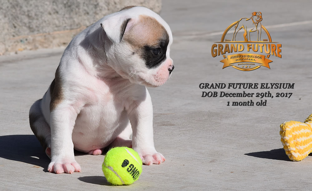 American Bulldog - GRAND FUTURE ELYSIUM