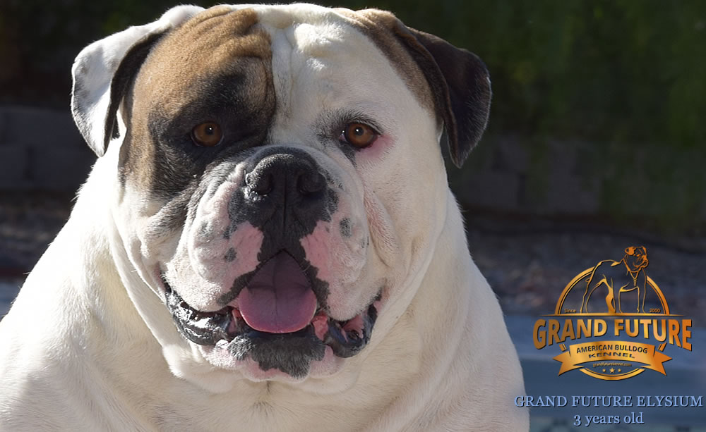 American Bulldog - Grand Future Elysium - 3 years old