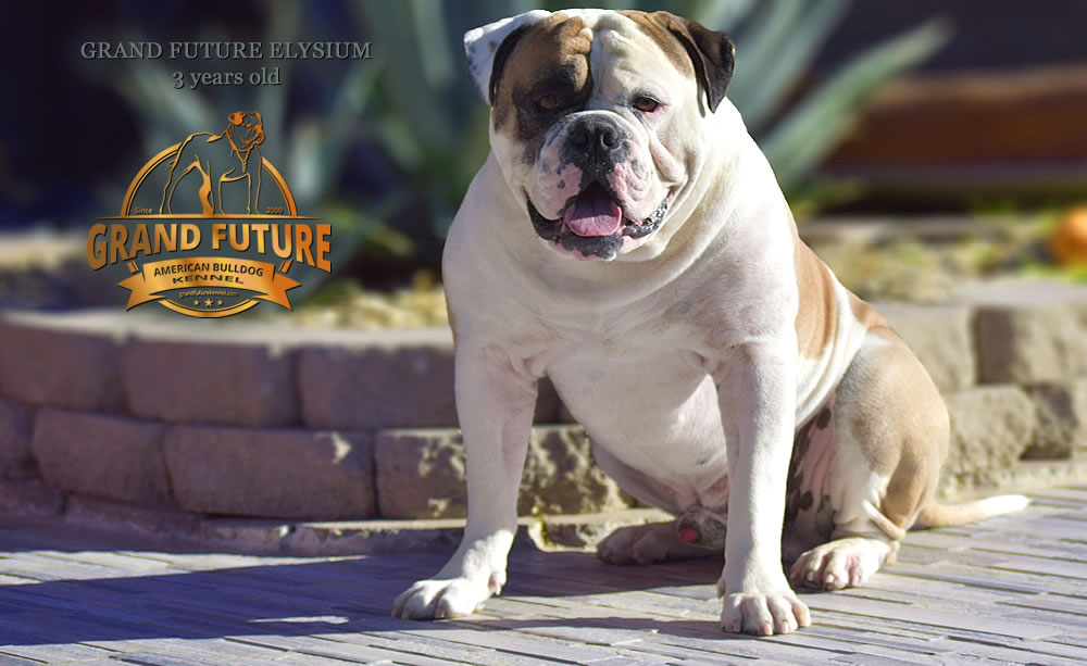 American Bulldog - Grand Future Elysium - 3 years old