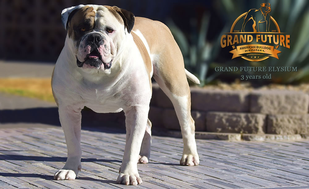 American Bulldog - Grand Future Elysium - 3 years old