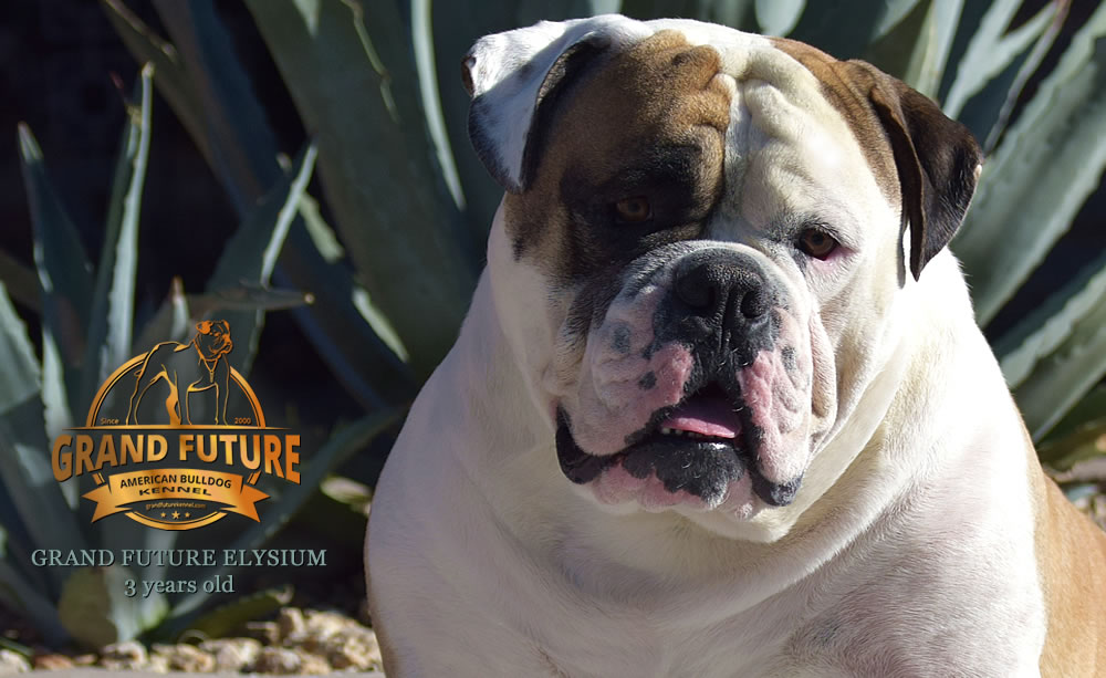 American Bulldog - Grand Future Elysium - 3 years old