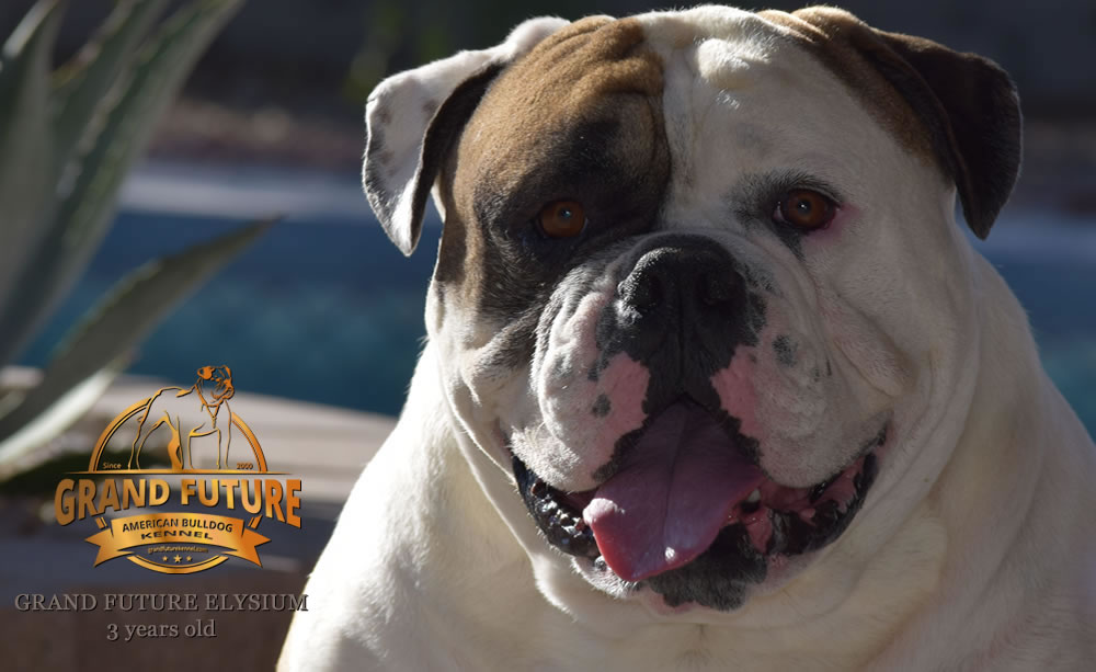 American Bulldog - Grand Future Elysium - 3 years old