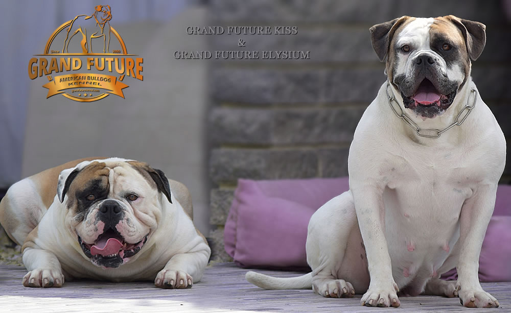 American Bulldog - Grand Future Elysium - 3 years old