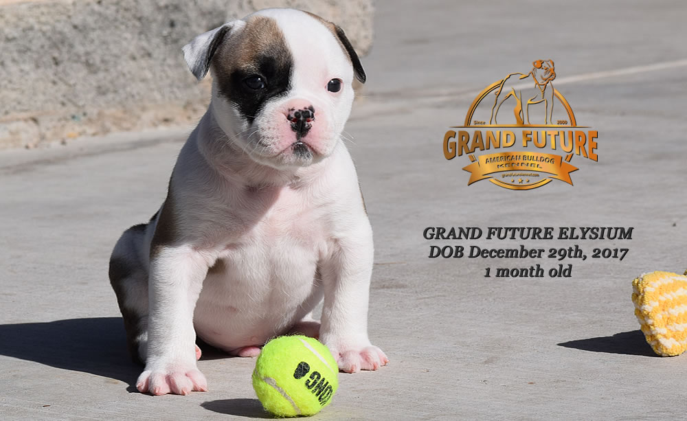 American Bulldog - GRAND FUTURE ELYSIUM