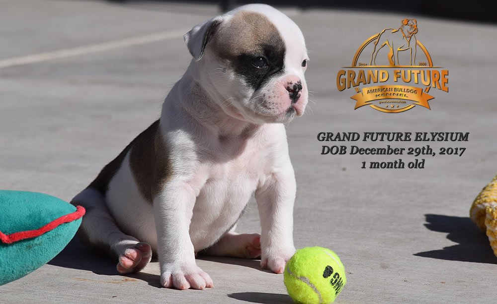 American Bulldog - GRAND FUTURE ELYSIUM